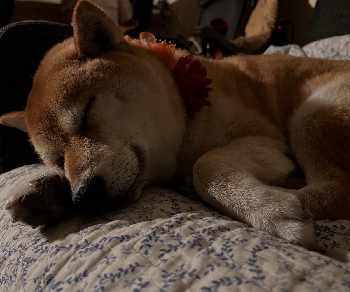 すごい毛が抜けてます。やばいレベルで車乗ったら毛が舞ってる。暑いんだろうな。愛犬のテフ(Tiffany)とは明日からしばしお別れ。