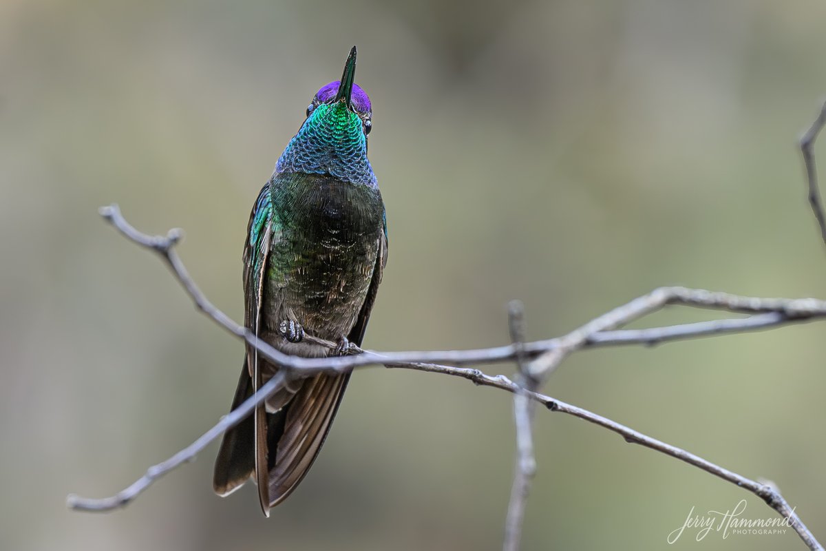 Meet the Rivoli's Hummingbird.  This is a large and magnificent (that used to be it's name) hummer with a lot of great color.  Look how the color shows up more as he turns toward me.