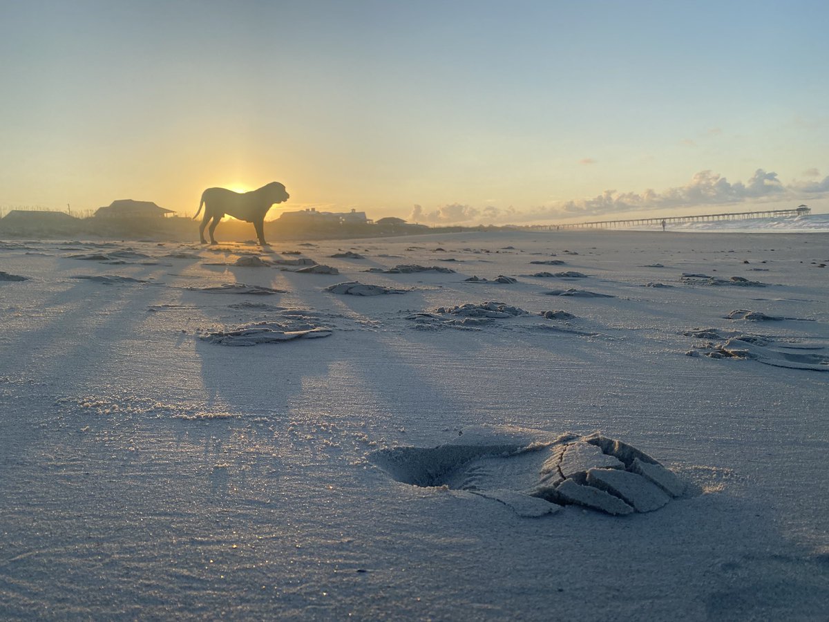 DrozBall's tweet image. My favorite photo from today. 
#Samuels #Sam #sunrise #poopwithaview #photo #photography #photographer #photooftheday #dog
