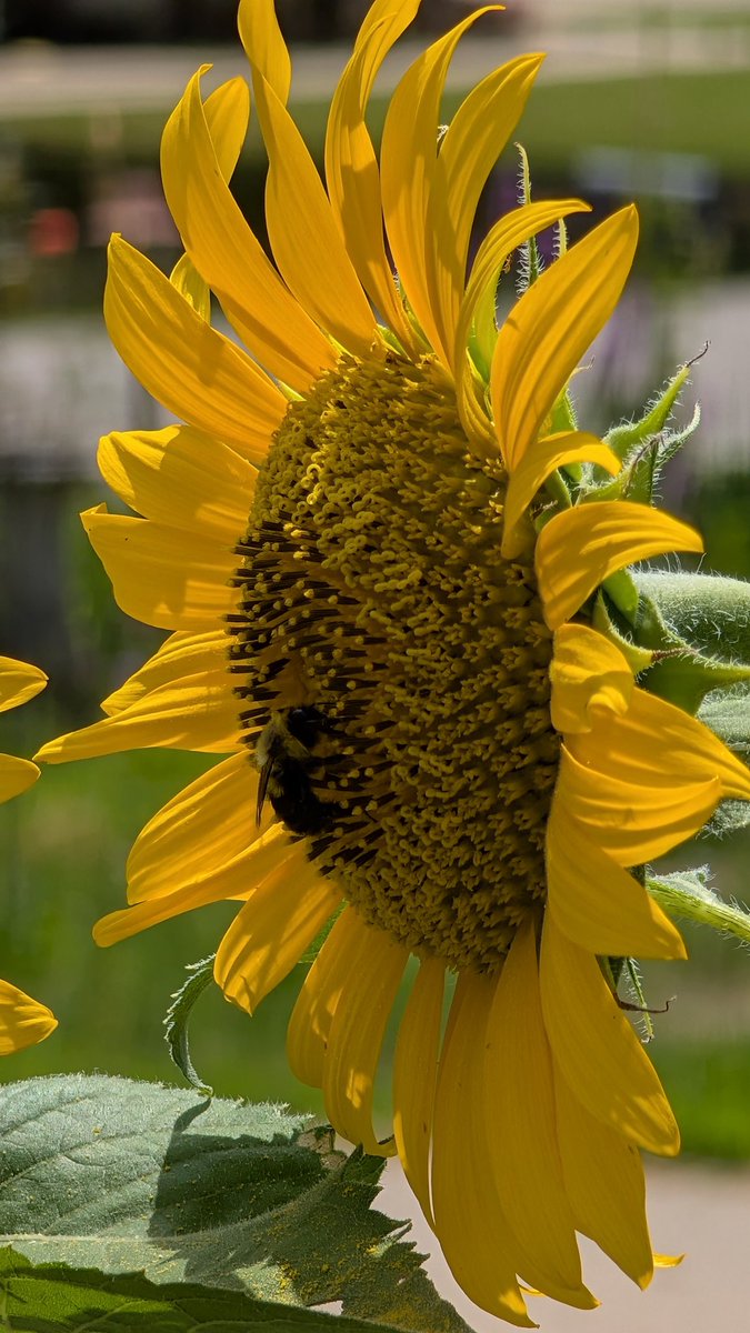 greetingProgram's tweet image. Good Saturday morning! Looks like the bees are enjoying the sunflowers after the rain, just like me. #TeamPixel #Pixel9Pro