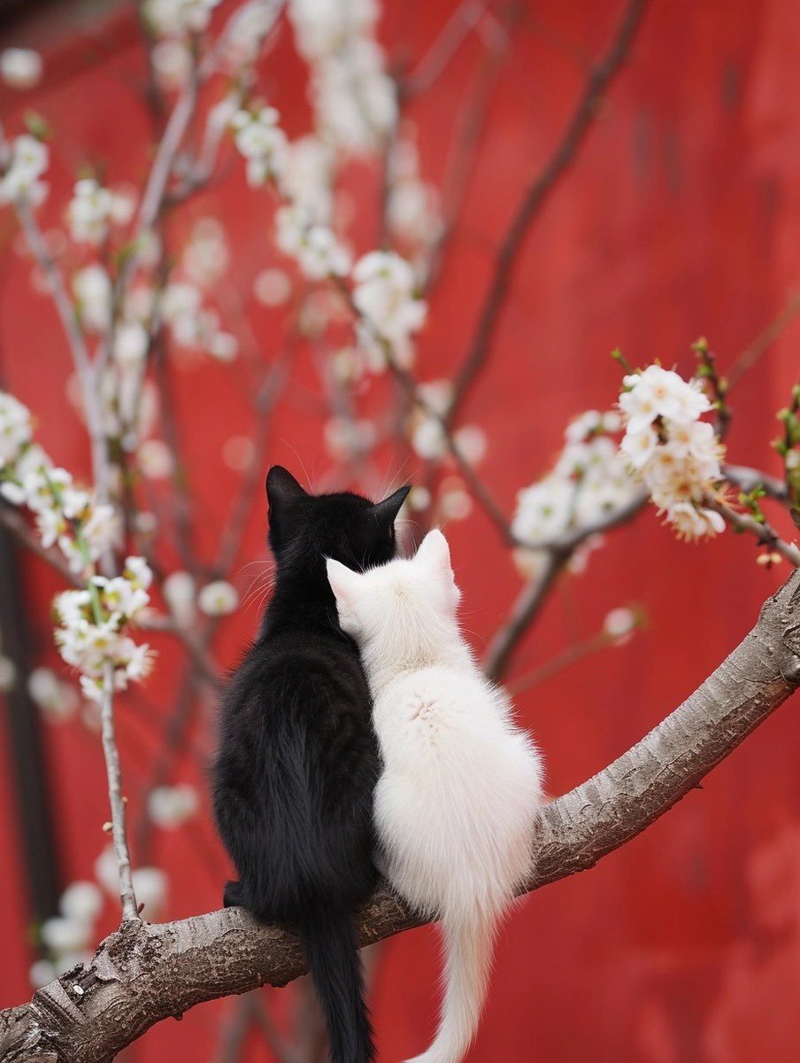 Black cats are not bad luck (@visualscat) on Twitter photo 