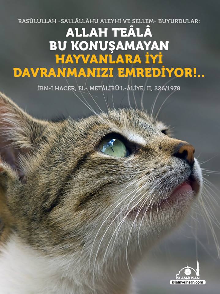 Bir__can22's tweet photo. Bakın size 2 tane örnek vericem.Tanıdığım bir teyze bir kedinin başını taşla ezdi, 1 hafta sonra gözünün nuru torununu trafik kazasında kaybetti. 
Başka bir komşu teyze hayvanlara kötü davranıyordu. Bir süre sonra ağır bunalıma girip kendini astı. 
Hayvan ahı can evinizden vurur https://t.co/O01FUqT3kx