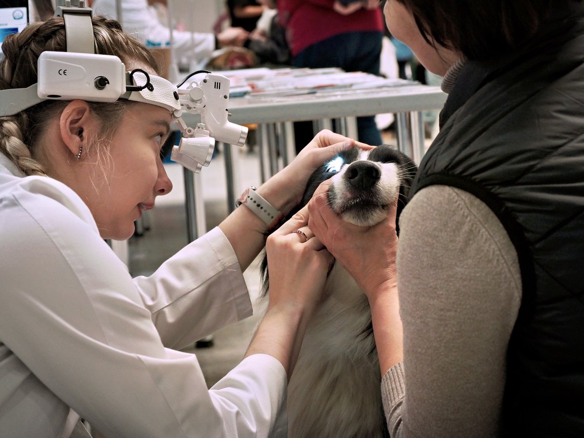 PEKHTography's tweet photo. Eyes are the windows to the soul, and here, they also reflect our dedication 🐾✨. Veterinary ophthalmology bridges science and care to give pets a clearer, healthier world. 🕶️💙 #HealingWithPrecision
#veterinary #dog #ophthalmology #examination #petcare #animal #vet #puppy #care https://t.co/nmGMPbBwCv