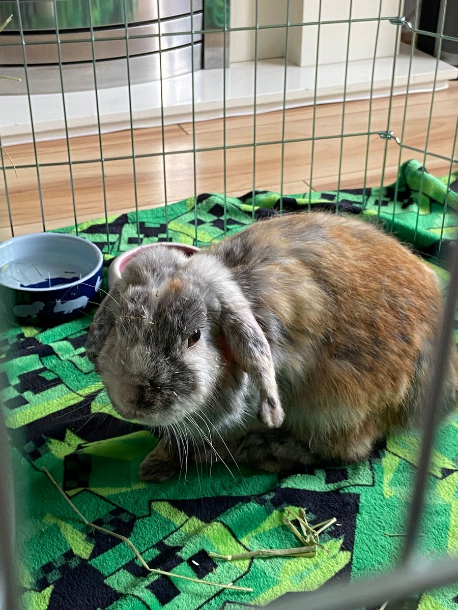 Jett Lionhead Bunny ๐ฐ (@jettbunny) on Twitter photo Hoppy Saturday Everyone
Introducing Toast
Isn't he so pretty.
Abandoned in a Dublin park
Now he is loved furever with us!
No more worry or stress just love
BTW I love you all lots โค๏ธ <a href="/JettBunny/">Jett Lionhead Bunny ๐ฐ</a> #hoppy #Ireland #Dublin #Bunnies #bunny #rabbit #AdoptDontShop #Adopt #dspca Hoppy Saturday Everyone
Introducing Toast
Isn't he so pretty.
Abandoned in a Dublin park
Now he is loved furever with us!
No more worry or stress just love
BTW I love you all lots โค๏ธ <a href="/JettBunny/">Jett Lionhead Bunny ๐ฐ</a> #hoppy #Ireland #Dublin #Bunnies #bunny #rabbit #AdoptDontShop #Adopt #dspca