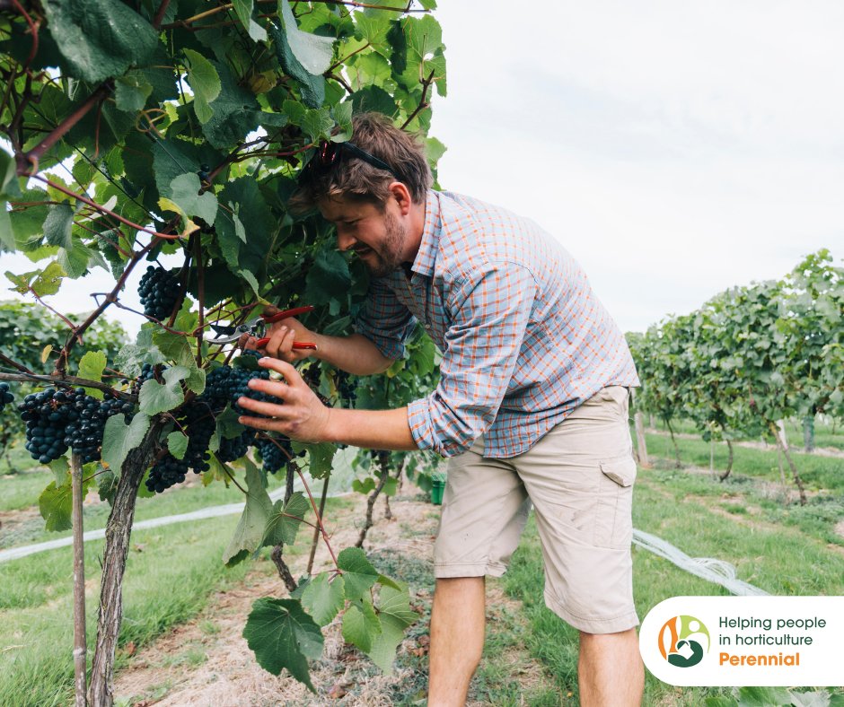 PerennialGRBS's tweet photo. It's #EnglishWineWeek!
Behind every delicious glass of wine is a team of hardworking viticulturists, and Perennial is here to support them. Free, confidential help for everyone in UK horticulture: https://t.co/1Eti93OJoA
Hereโs to the people behind the pour! ๐ท
#PerennialHelps https://t.co/iLgTPBbvbg