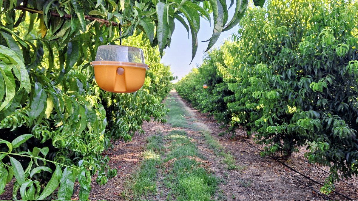 Es temps de penjar les trampes de captura massiva per mosca de la fruita. Capturem els mascles aturant la reproducció de la plaga, i la controlem sense cap tractament. Res d'això s'exigeix a la fruita de fora. Aixó es la garantia que dona la fruita local.
Fruita del país sempre.