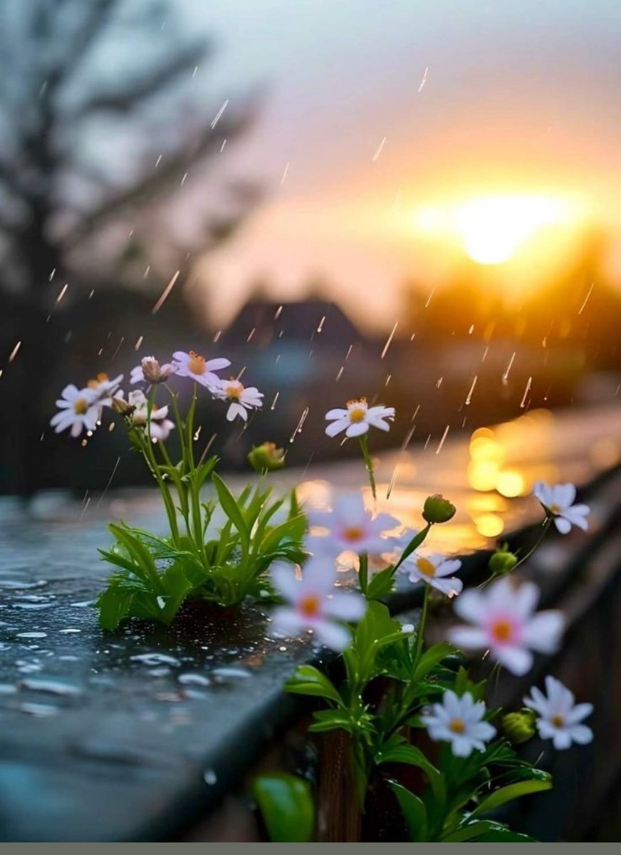 🌸✨Happy noon everyone 🌸✨