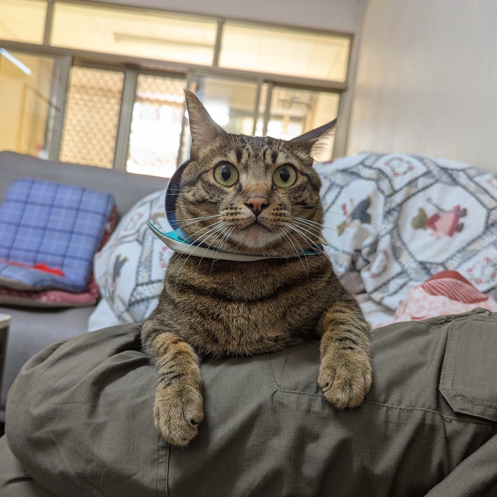 人類，點心呢？