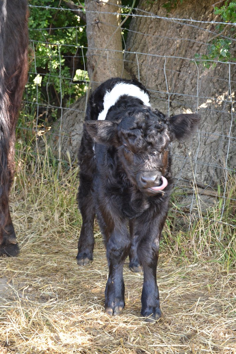 Wigfield Farm (@wigfieldfarm) on Twitter photo Isla the highland recently had a little boy calf...he definitely takes after dad Ifor, the belted galloway 😍❤️
<a href="/NFUCountryside/">Countryside</a>
#beltedgalloway #highlandcross #takesafterdaddy #calf #farm Isla the highland recently had a little boy calf...he definitely takes after dad Ifor, the belted galloway 😍❤️
<a href="/NFUCountryside/">Countryside</a>
#beltedgalloway #highlandcross #takesafterdaddy #calf #farm