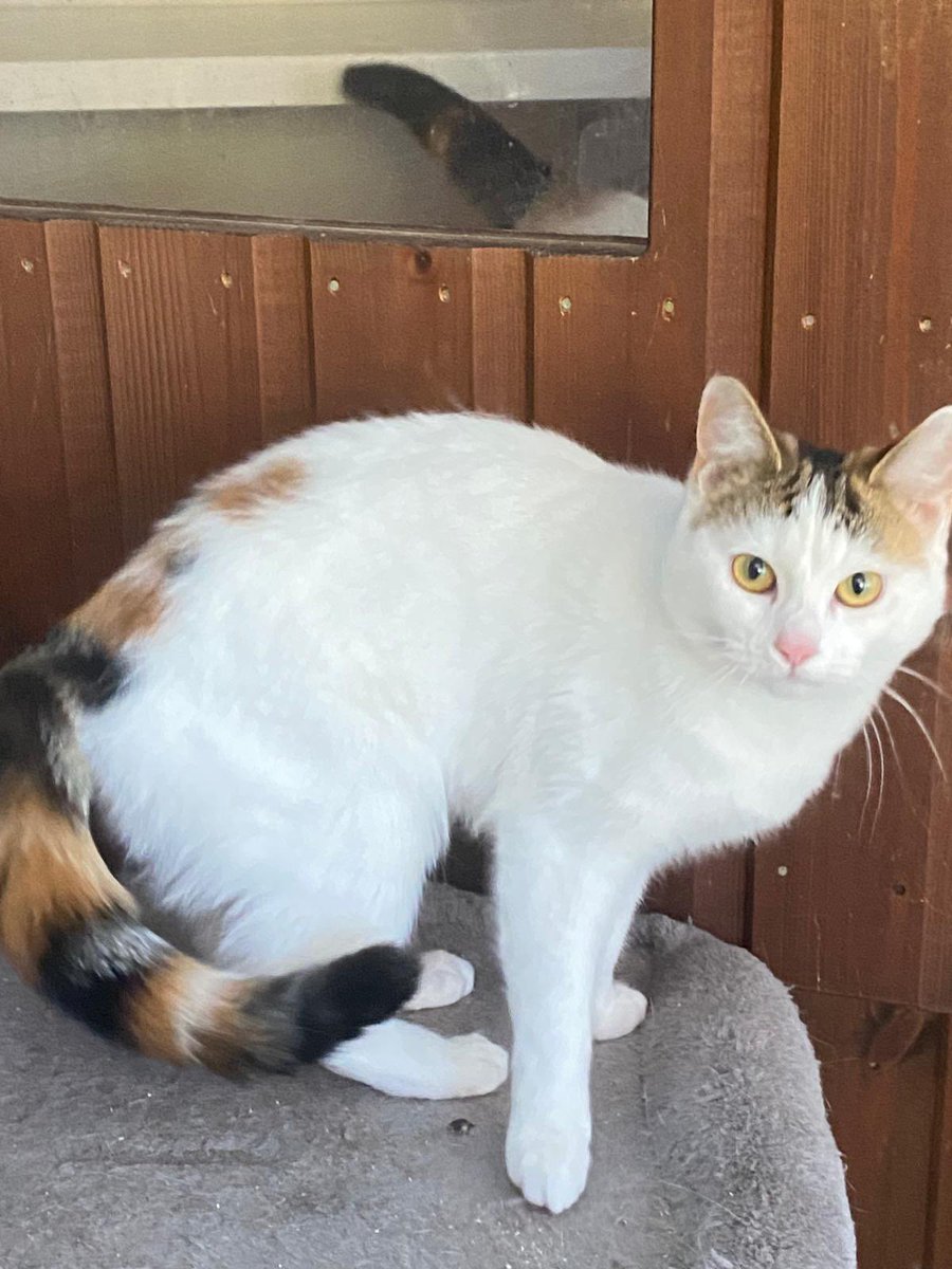 MNashCatRescue's tweet image. Gentle & pretty sisters Lola & Fluffy (8 months old) are still looking for a home together, away from busy roads. They’re loving & very playful girls who will make lovely companions. Please #AdoptDontShop this #Caturday. #Buckinghamshire
