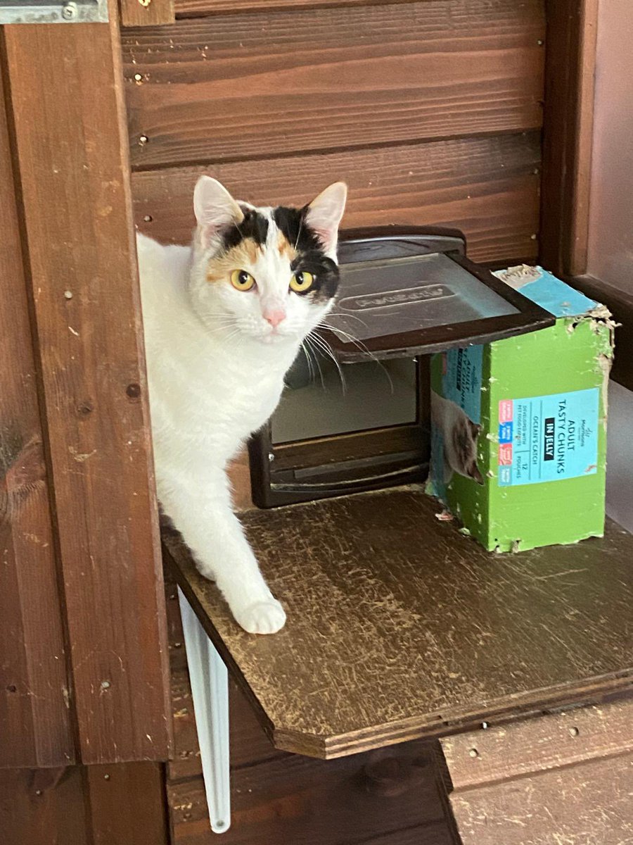 MNashCatRescue's tweet image. Gentle & pretty sisters Lola & Fluffy (8 months old) are still looking for a home together, away from busy roads. They’re loving & very playful girls who will make lovely companions. Please #AdoptDontShop this #Caturday. #Buckinghamshire