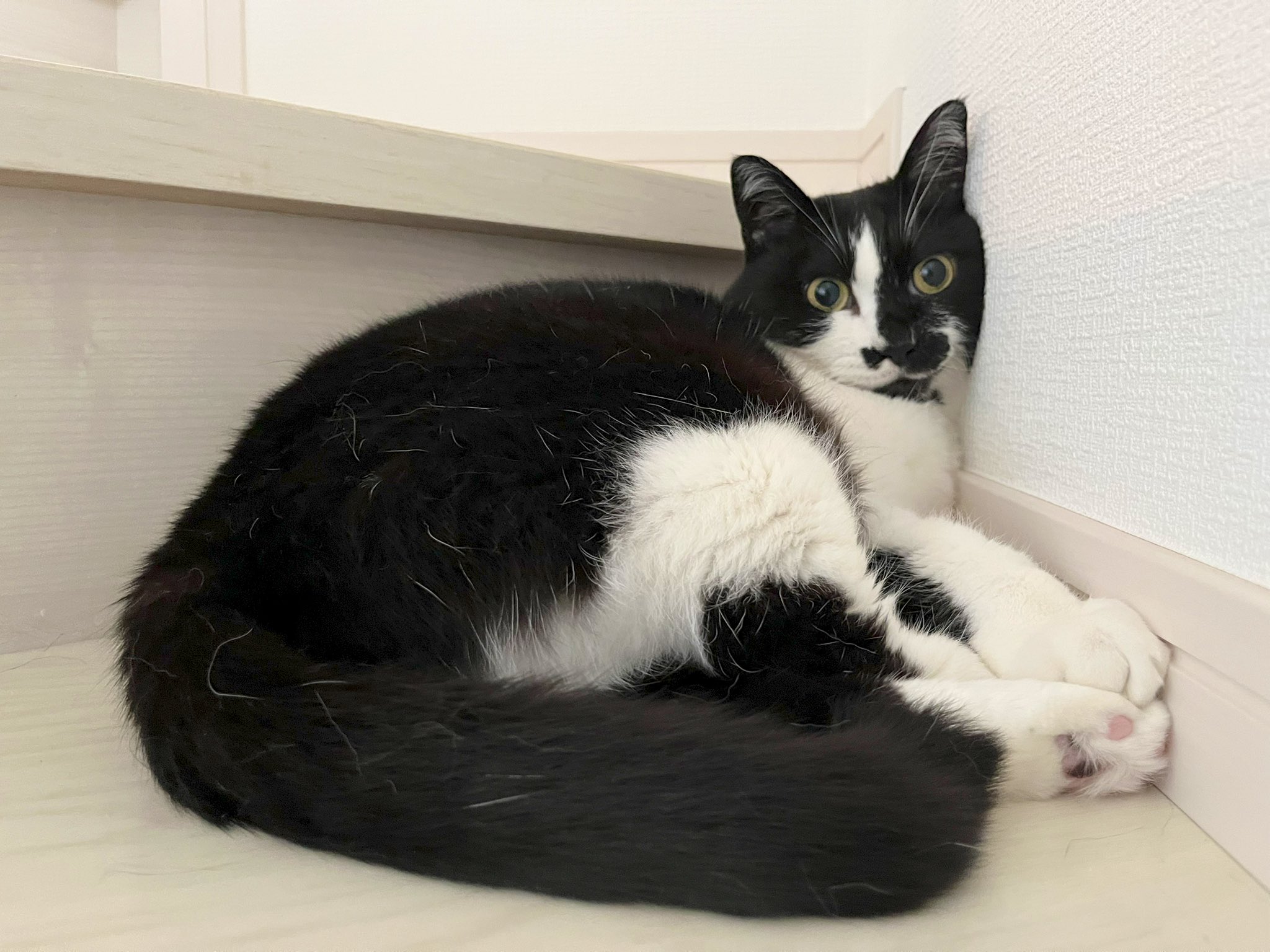 ダマ猫 楽天市場】たまちゃんクッション(猫グッズ ネコ雑貨 ねこ柄