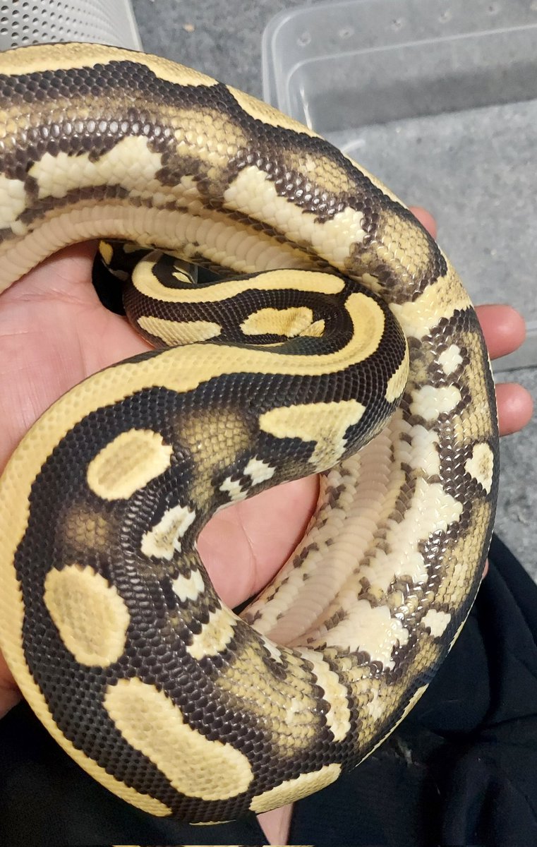Tonsuke_Tonsuke's tweet photo. この子のママはYBDGhetパイで
めちゃくちゃ綺麗です🐍
#ボールパイソン 
#販売 
#ジョリスCB https://t.co/YXI3kifbdq