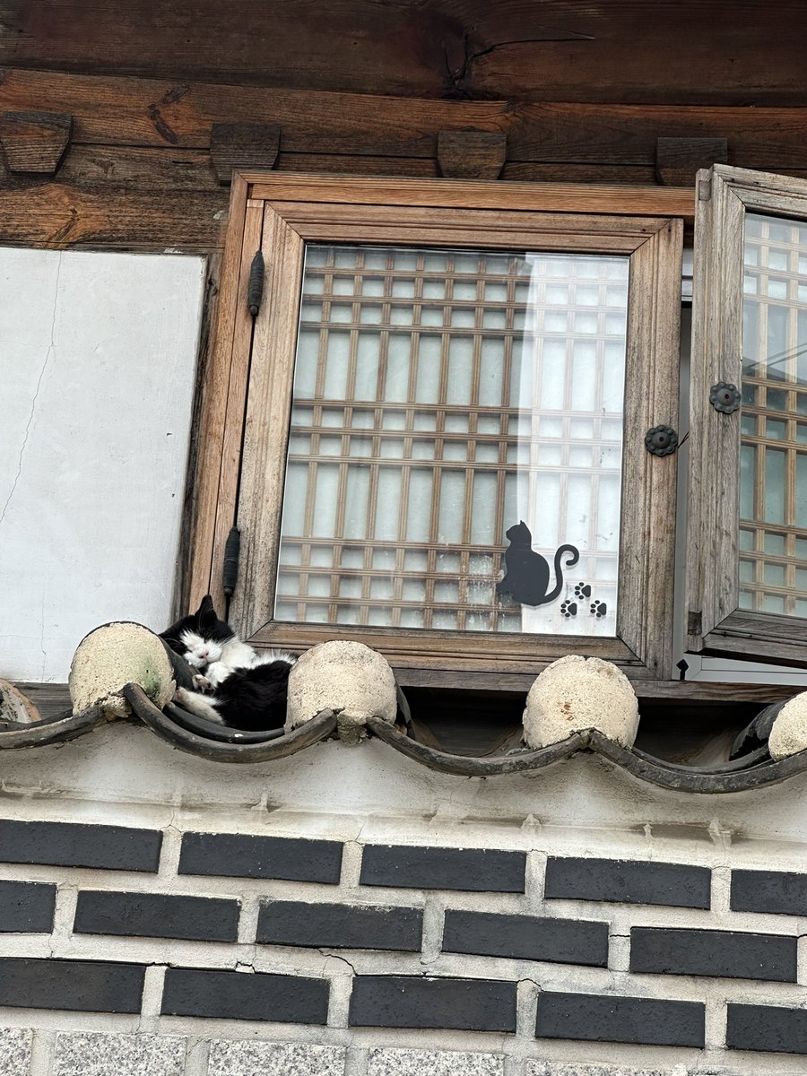 동네 예쁜이. 이 집 주인분은 이 고양이 때문에 창문 못닫는 생활을 하심 ㅋㅋ