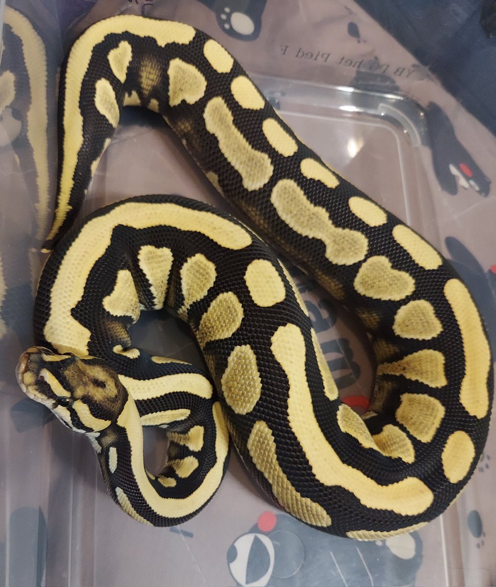 Tonsuke_Tonsuke's tweet photo. この子のママはYBDGhetパイで
めちゃくちゃ綺麗です🐍
#ボールパイソン 
#販売 
#ジョリスCB https://t.co/YXI3kifbdq