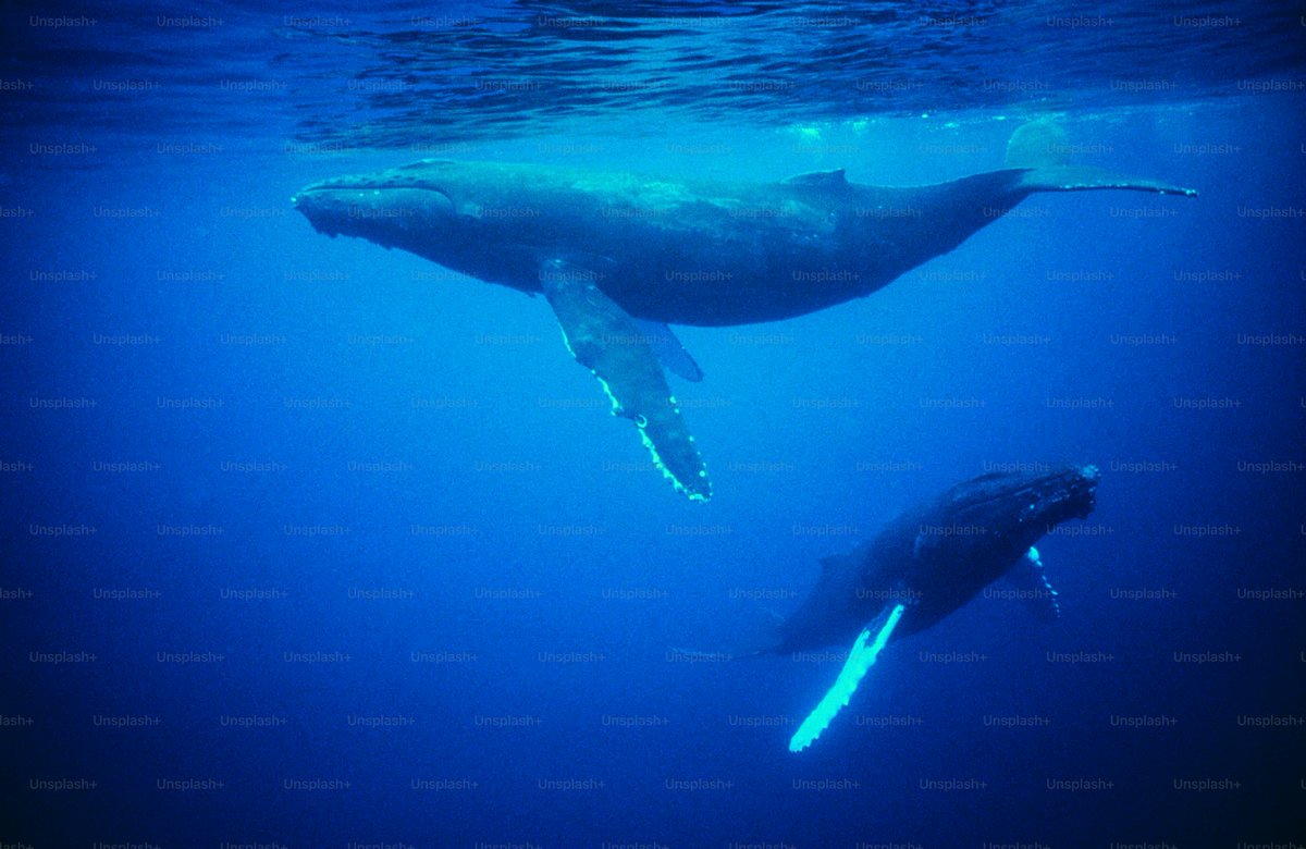 Whale Blue: where mellow waves meet deep beats 🌊🎶✨

Music that feels like drifting under moonlit tides… calming yet powerful. 🐋💙

#WhaleBlue #IndieVibes