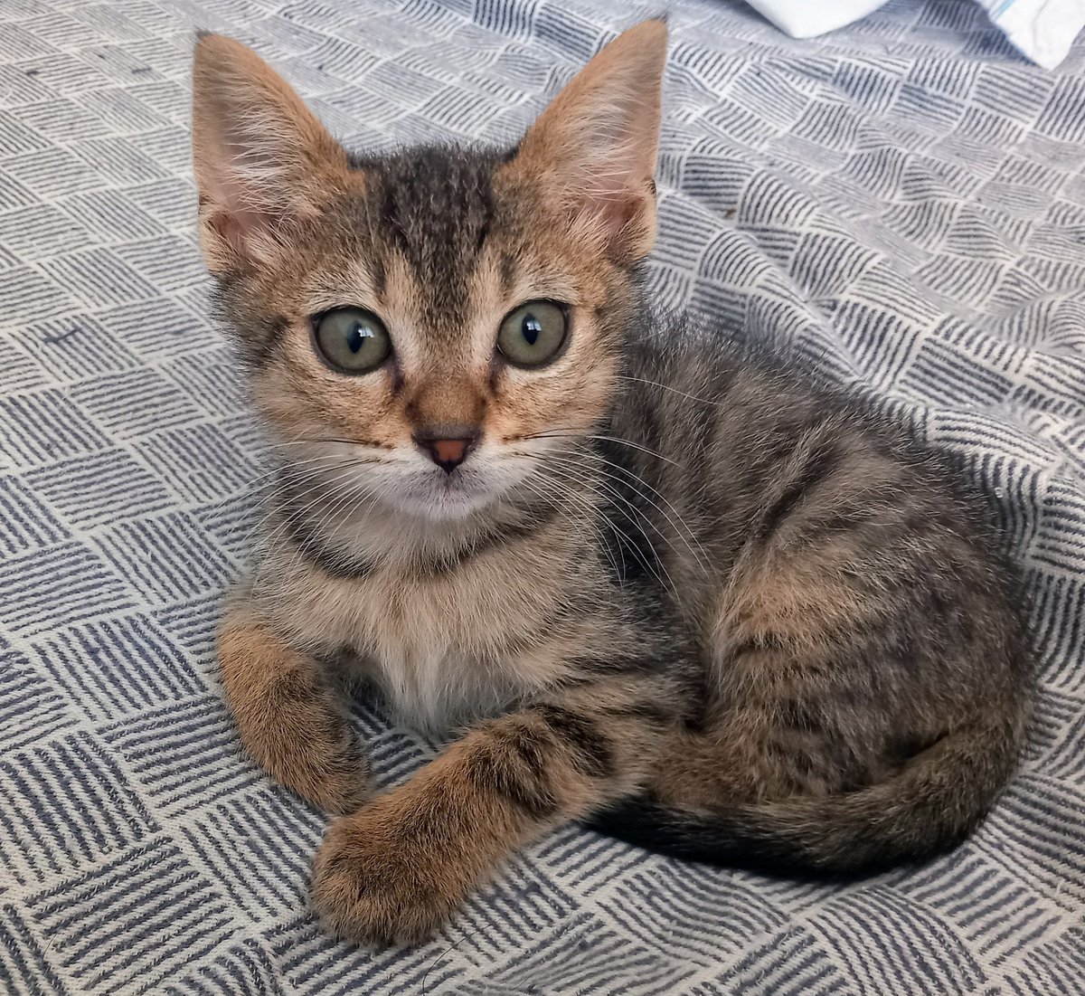 Ο Τιγρουλης ψάχνει οικογένεια ❤️

Είναι σχεδόν 2 μηνών. 
Είναι αποπαρασιτωμενος, χρησιμοποιεί την αμμολεκανη. 
Είναι πολύ φιλικός και παιχνιδιαρης.
Θα δοθεί με τσιπ για μέσα στο σπίτι.
Θα κάνει το 1ο εμβόλιο σε λίγες μέρες. 
Βρίσκεται στη Χαλκιδική. Επικοινωνία με μήνυμα.
🫶🐱🫶