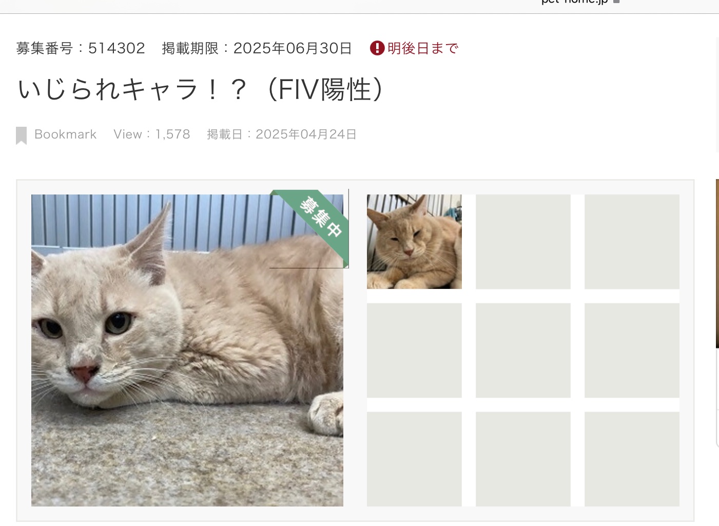 ⭐︎ここちぁ様専用ページ⭐︎のびねこ39