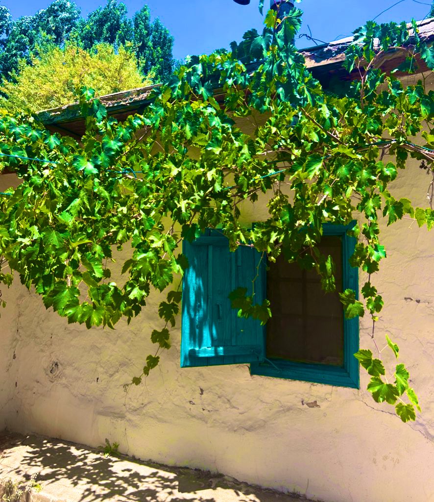 j_zabaneh's tweet image. 🍀🍀🍇🍇

📍Taanayel • Bekaa • Lebanon