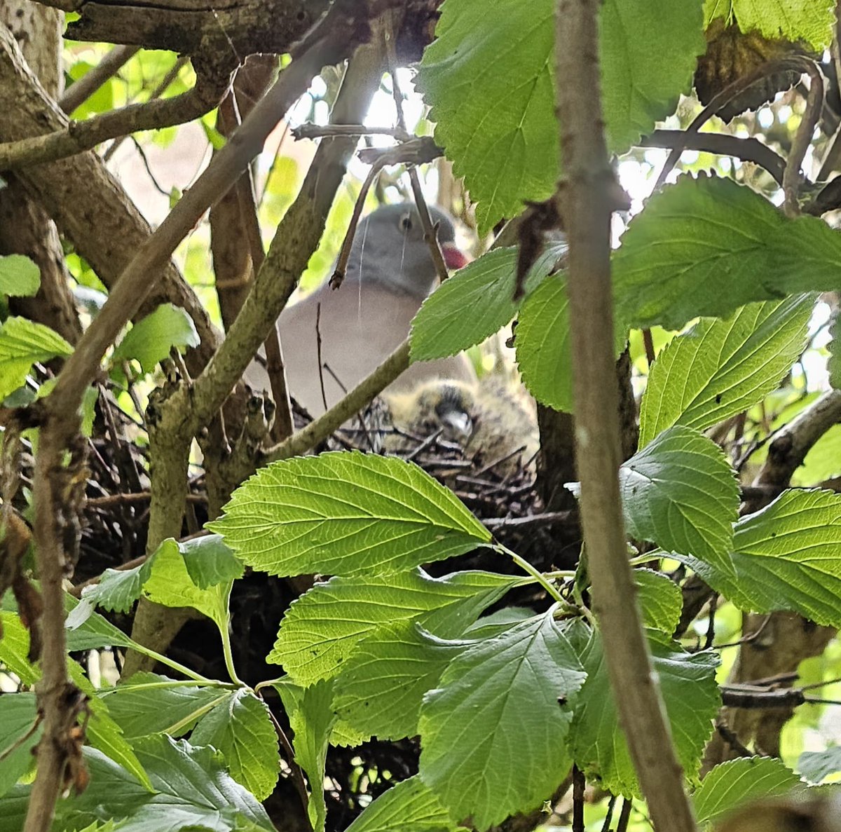 When walking round Stafford Castle you never know what you may spot 🔍

One of our tour guides took this photo of a baby pigeon nesting in the forest

Send us your nature snaps of your walks around Stafford Castle and Keep 📸

#photosofnature #babypigeon #staffordcastle