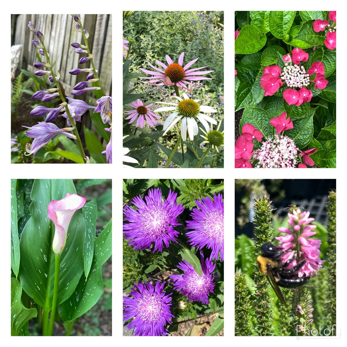 Celebrating the pinks and purples in the garden with you, friends. Have a good Saturday! #SixonSaturday #GardeningX #Flowers