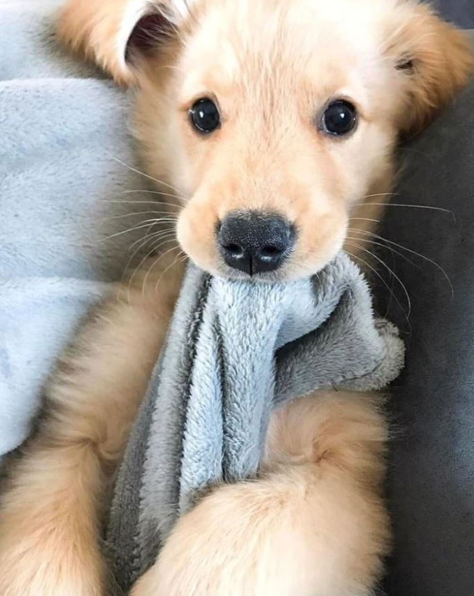 Everyone, meet Otis and say 'Hi'! On a scale of 1 - 10, how cutie is this little guy ?