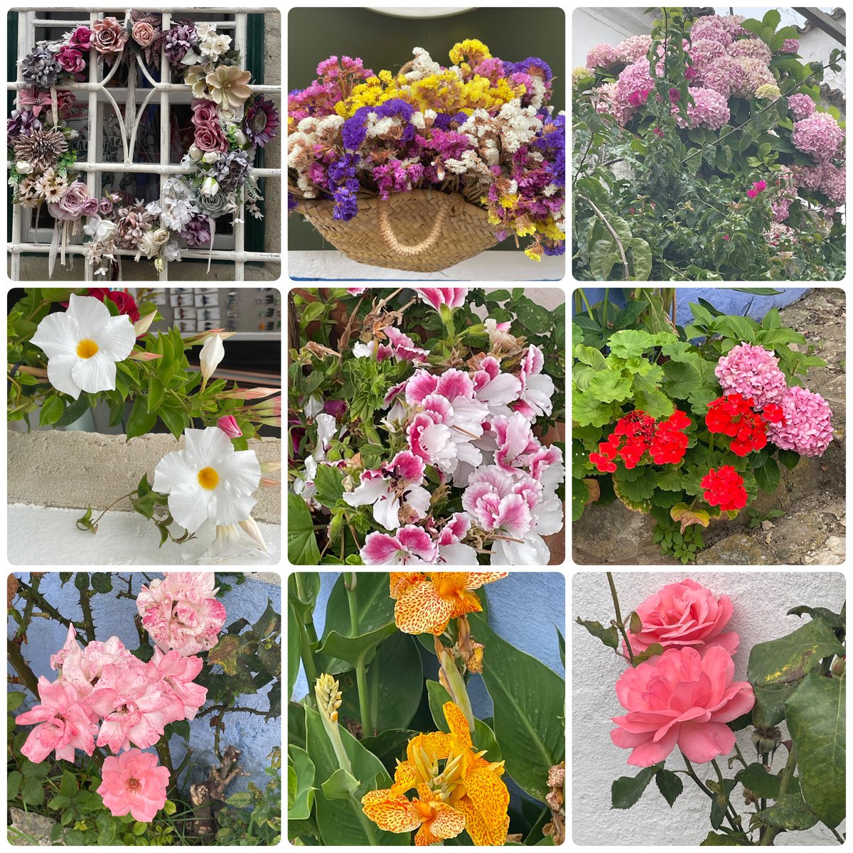 CameronLabUNC's tweet image. On the way down from the castle, even more flowers! What is happening to me? I’m not really a flower kind of guy. I know my mom, sisters, nieces, and work bestie will enjoy these. ❤️