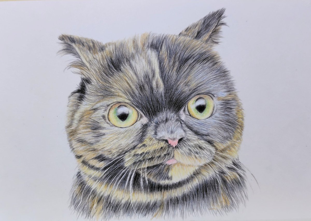 もふ/色鉛筆画 (@mofu_iroenpitu) / Posts / X