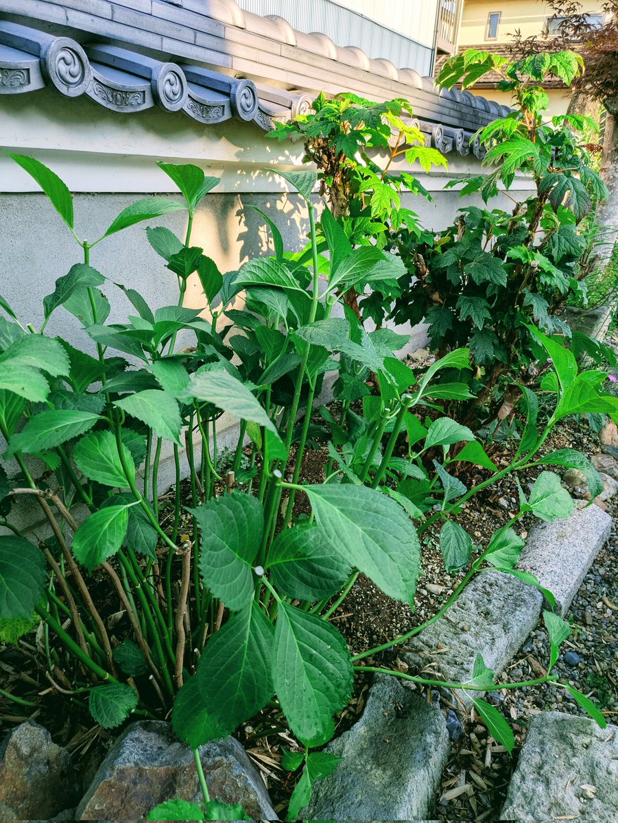 shiba3's tweet image. 梅雨明けしたのでそろそろ紫陽花を剪定しようと思っていたところ、境内で遊んでいた小3ヤンチャ軍団が「お母さんに持って帰る」「おばあちゃんが花好きだから喜ぶ」というのでそれぞれに切ってやりました。…
