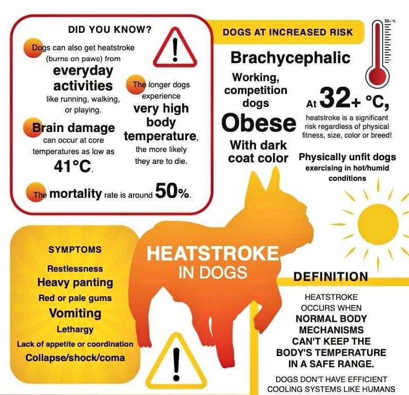SelenaCaamano's tweet photo. ๐ฅ Short-faced dogs CANโT breathe right...
Their panting doesn' t cool them down.
๐จ See distress? Act FAST!
#SaveYourPet #HeatKills Infographic: FECAVA https://t.co/C38AjLWj5E