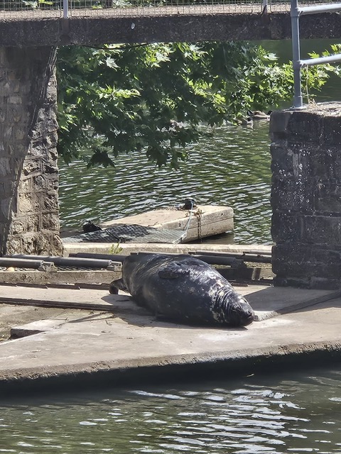 SUNBATHING SEAL SPOTTED AT MOLESY LOCK -  teddingtontown.co.uk/2025/06/28/sun…