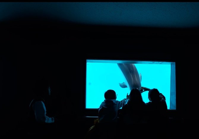 子供達が小さい頃から泊まりで通ってます！
明日も泊まりに行きますがここ１年で６泊！笑
動物たちも寄ってくるし動物達の機嫌でショーの雰囲気変わるのも楽しい✨
癒やされます✨

#スゴいぜ鴨シー
#鴨川シーワールド
#シングルファザー