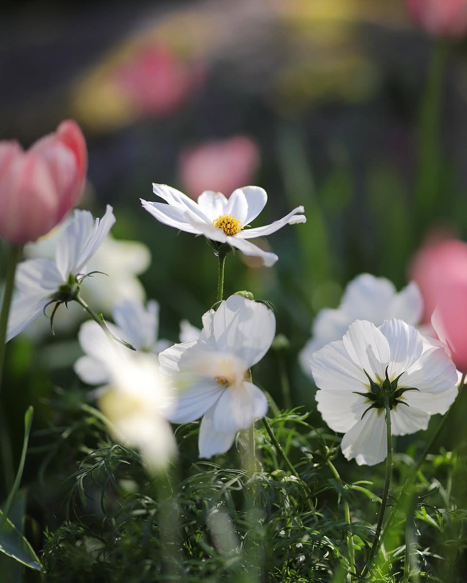 “Whoever is happy will make others happy too.”

~ Anne Frank, 𝑇ℎ𝑒 𝐷𝑖𝑎𝑟𝑦 𝑜𝑓 𝑎 𝑌𝑜𝑢𝑛𝑔 𝐺𝑖𝑟𝑙

May we find joy and contentment in our own lives.

🤍

Anna Hilja