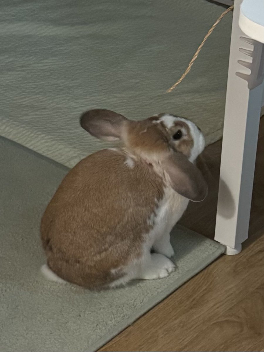 piggybread_'s tweet image. 롭이어 토끼는 자신의 귀를 ‘대나무 헬리콥터’ 모드로 설정할 수 있습니다. 이제 곧 터러러러러… 하고 날아오를 예정입니다.