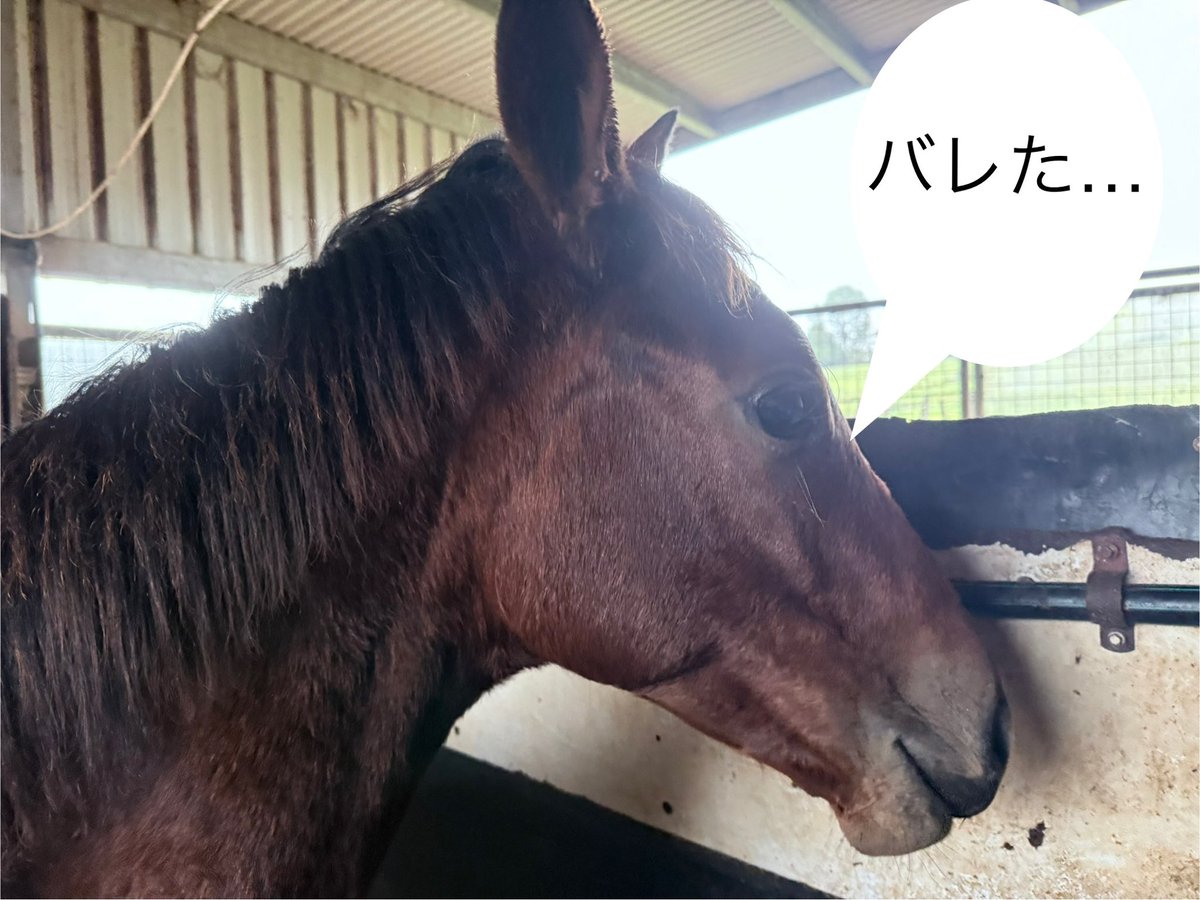 最近食欲旺盛なピーちゃんの４コマ漫画です😆
冬でも元気いっぱい！ちょっとお腹まわりが…？笑
#競走馬の卵 #サラブレッド #牧場ライフ #成長中 #ピーちゃん #ジャパノズ厩舎🐴