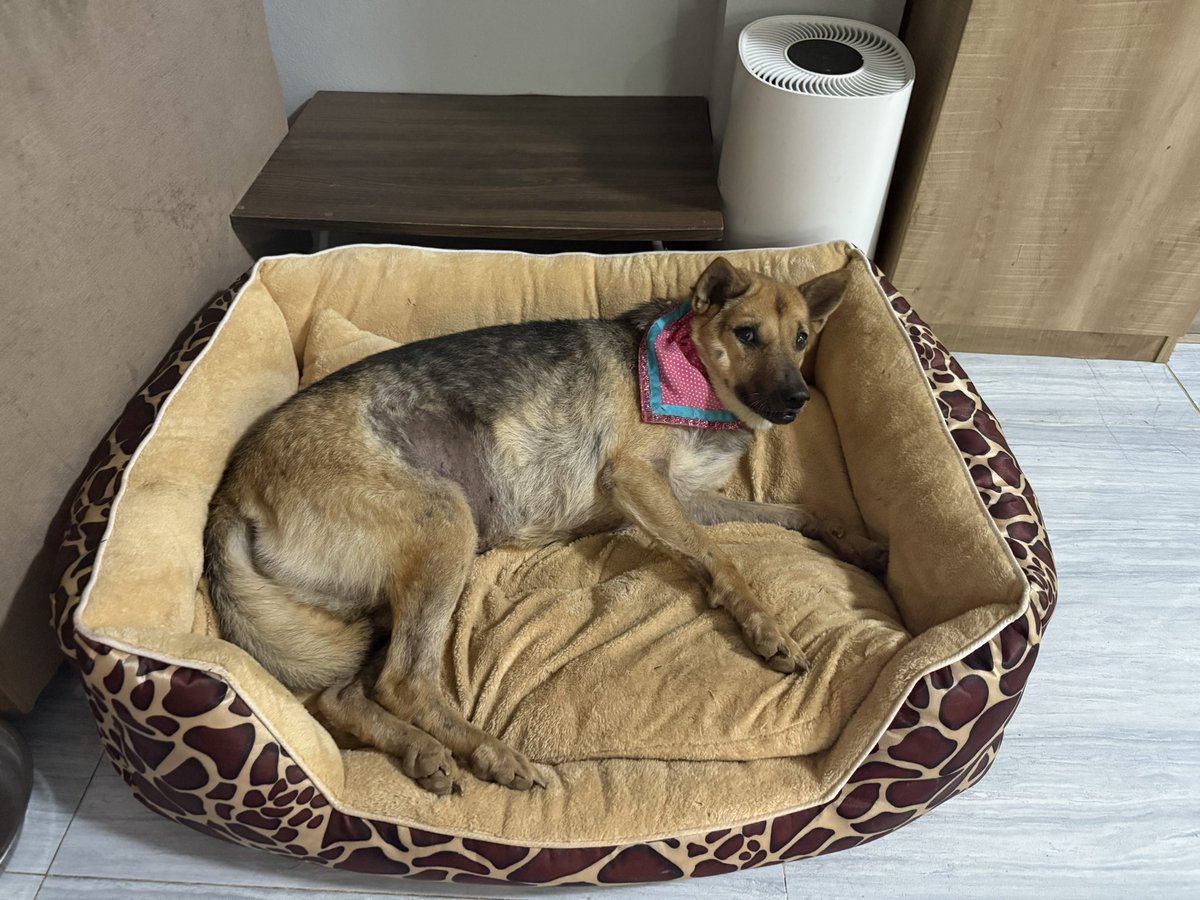 Chance has also relaxed enough to try the couch. 

She’s about 10 years old and has never been in a house before. It’s all new to her. 

She deserves every second of this does little Chance 🥰🙏 (7/7)