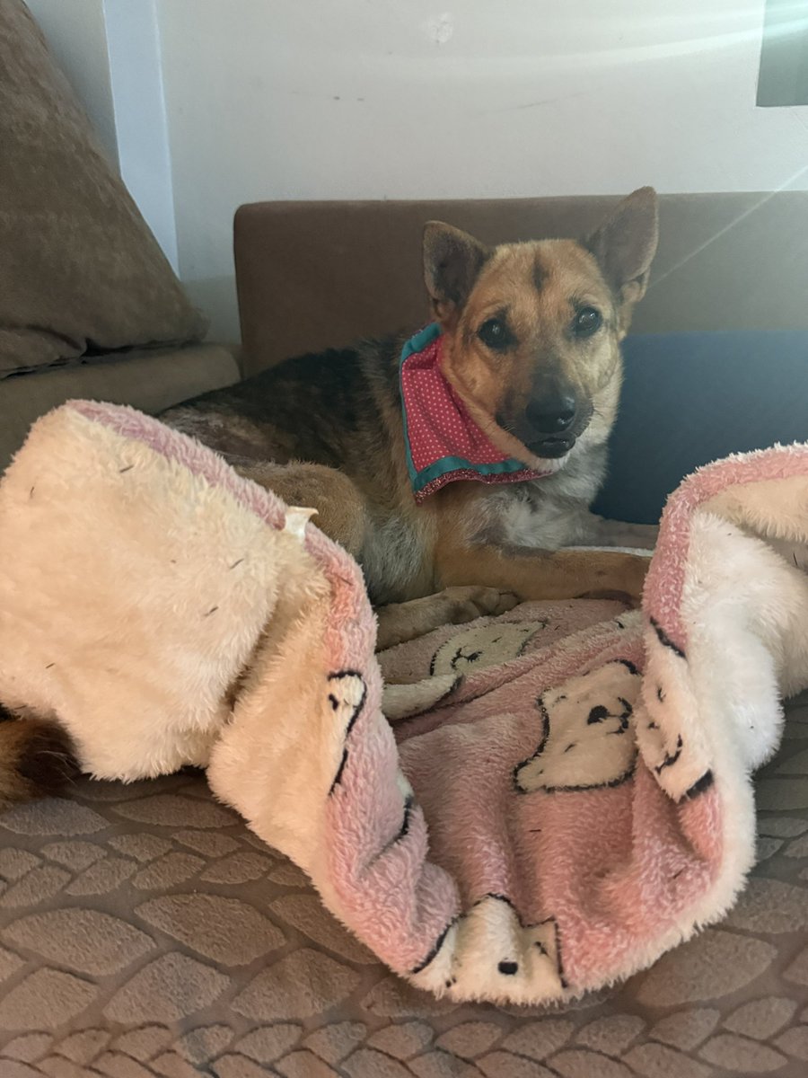 Niall Harbison tweet media