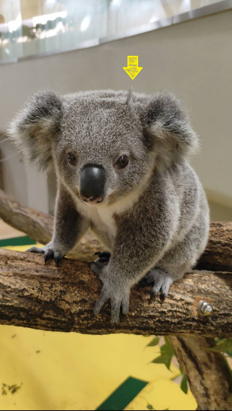 横浜市立金沢動物園【公式】 on X: 