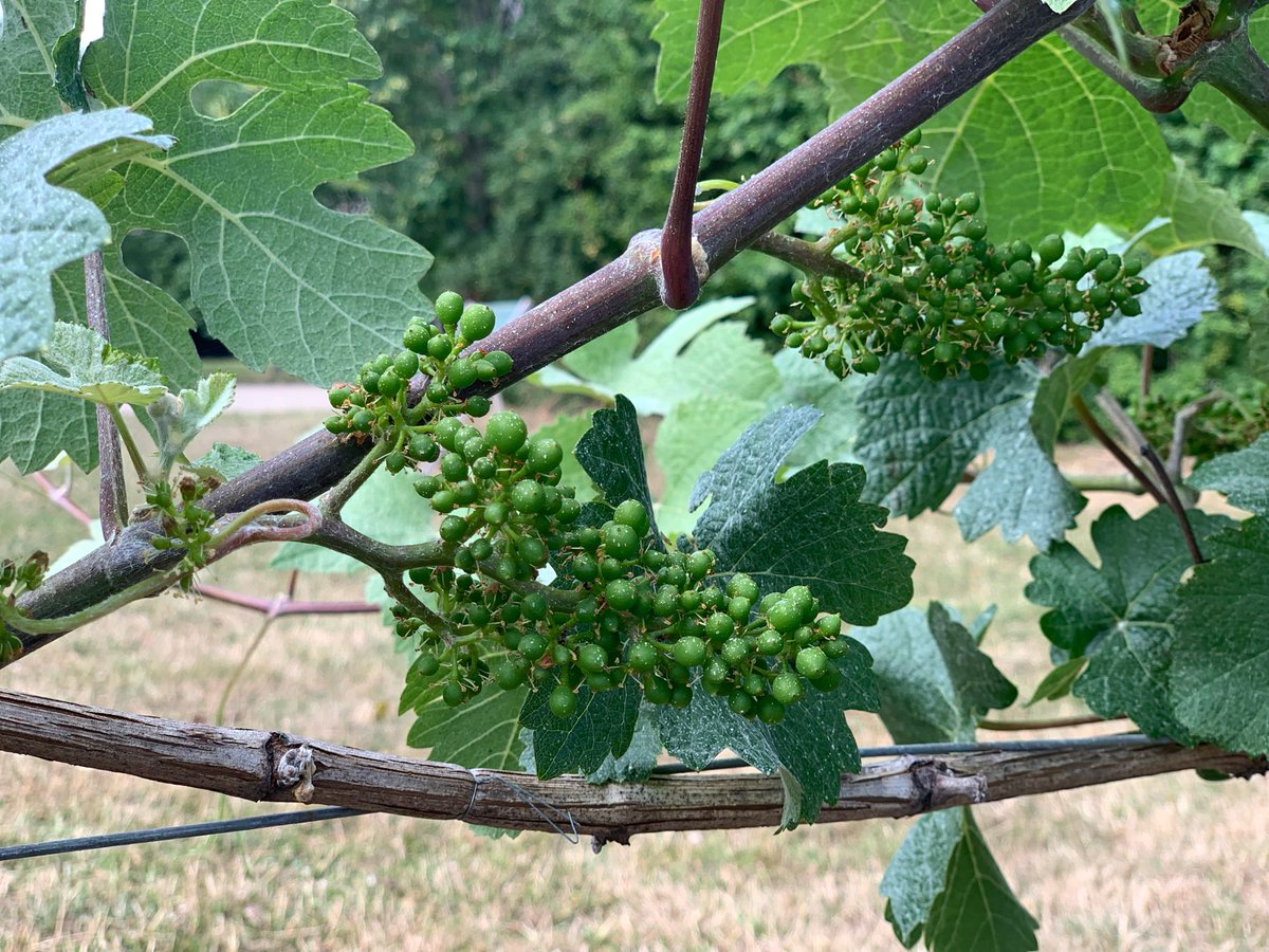 Open Vineyard

Saturday 28 June 11-4pm
Sunday 29 June 11-4pm

Come and have a wander, meet the team and sample our wines. Don’t forget to take a bottle or two home!

15% off our 2024 rosé this weekend.

#englishwineweek #supportyourlocalvineyard #englishwine