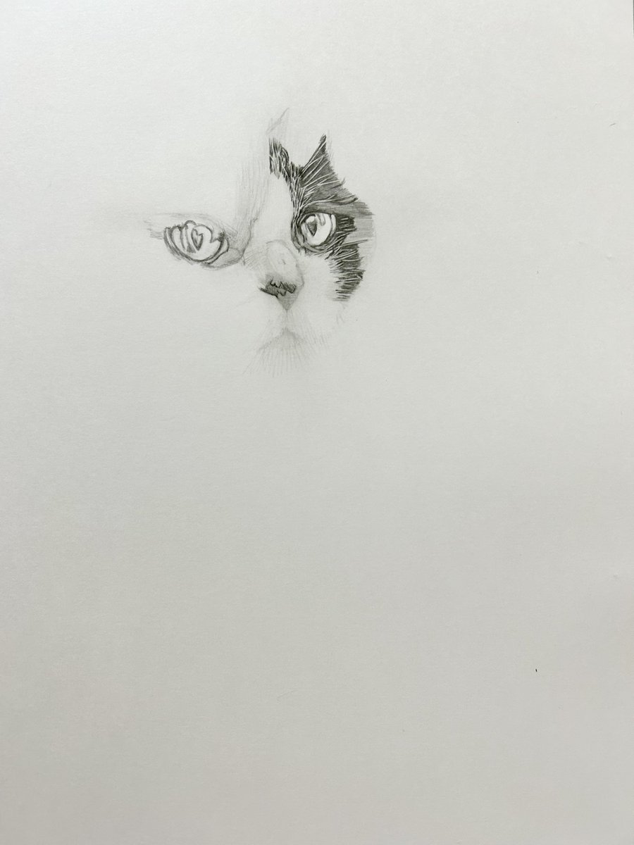 箱入り猫 鉛筆画 西方 由美 (@tarakuro510) / X