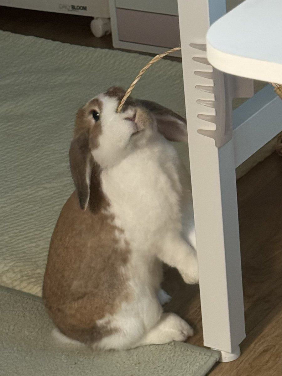 piggybread_'s tweet image. 우리집의 작은 티라노
