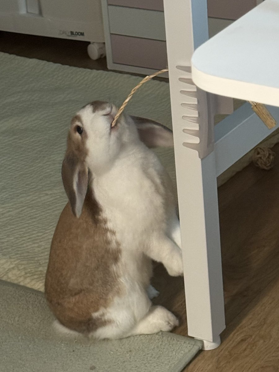 piggybread_'s tweet image. 우리집의 작은 티라노