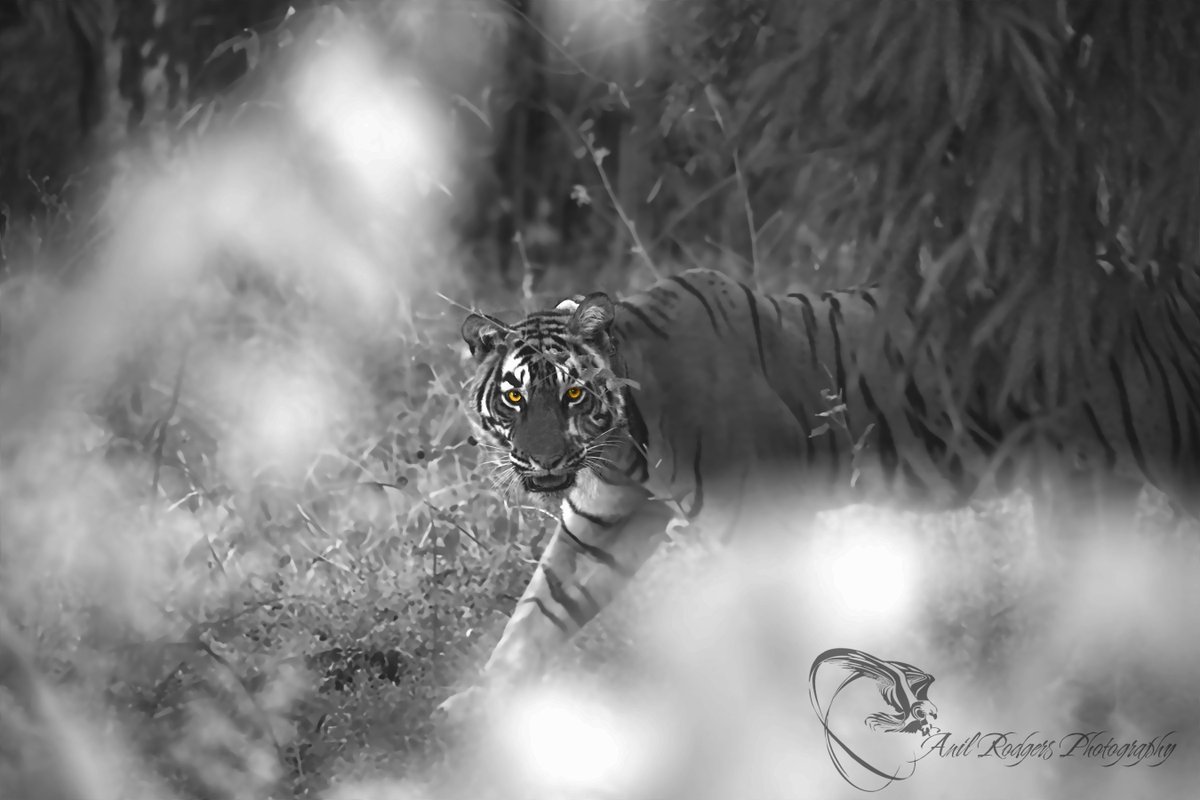 Tiger.... ST30..Sariska...Contact for Wildlife Excursions across Rajasthan E-mail : rodgers.anil@gmail.com #wildlife, #anilrodgers, #safari, #wildlifephotography, #aravalihills, #sariska, #wildlifeplanet,  #rajasthan,  #bestphotochallenge,  #bestnaturalist, #wildlifetourism