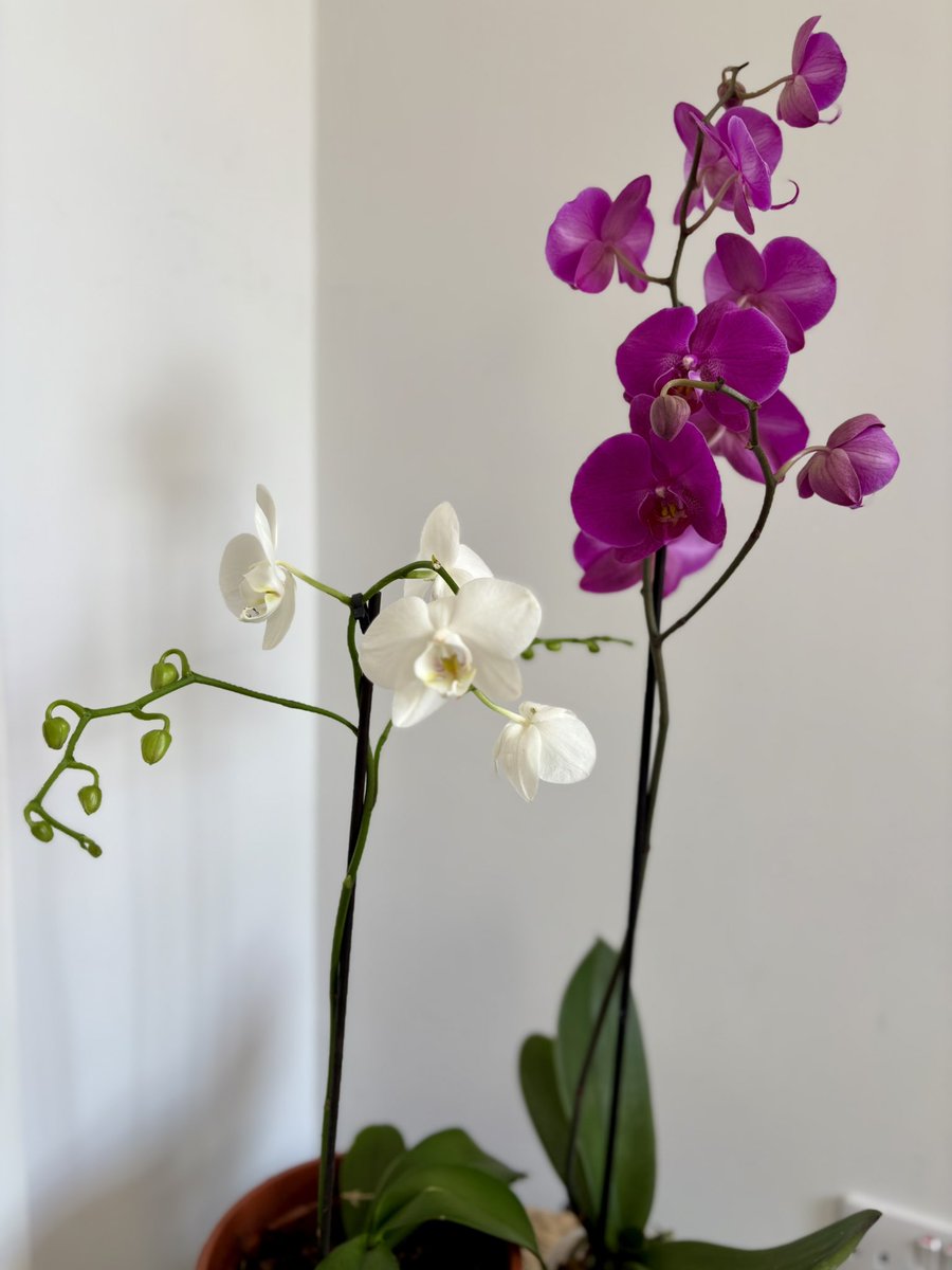 I wasn’t very good with Lillie’s but 18 months ago I decided to give them another try. Now my latest efforts are working.