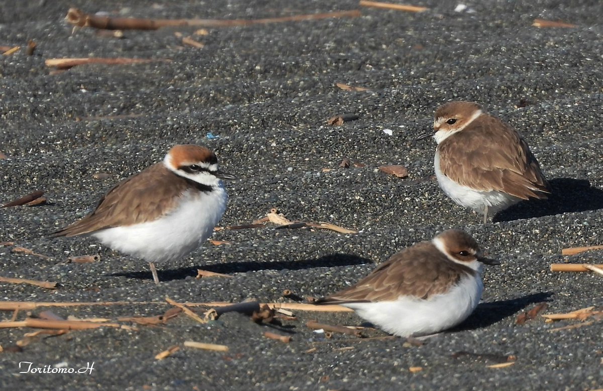 海岸のキャンプエリア整地のために卵ごと巣を埋められてしまったというシロチドリはこんな鳥。もちろんここに巣があることが分かったうえで行われたとのこと。画像は私の地元県海岸で2月、鳥友さん撮影。シロチドリは環境省の絶滅危惧Ⅱ類に分類されている。