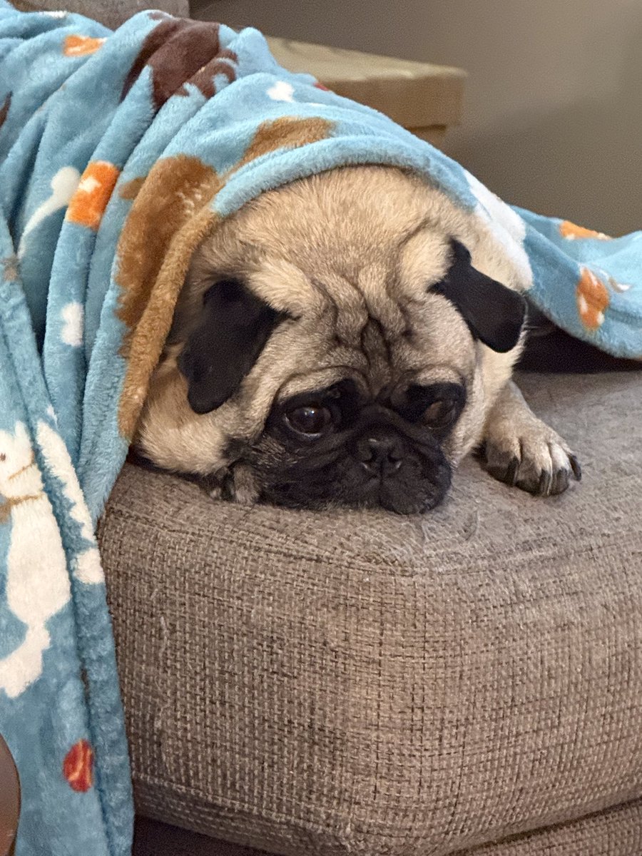 Cheese can you use your votes to make it into the calendar this year. It’s a great cause helping pugs that need a second chance. Please consider a vote if able