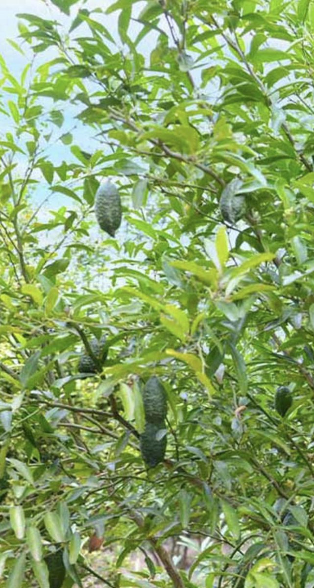 CameronLabUNC's tweet image. Well, I’ve blown the chronology of my experience, but I must post this one first for me from breakfast this morning. At the fruit table, there was a dish labeled “citrus caviar.” I became intrigued. These are the seeds from a finger lime. What is a finger lime? I’ll let those…