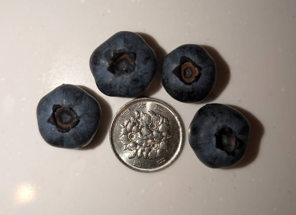 ワイルドなブルーベリーだぜぇ🫐