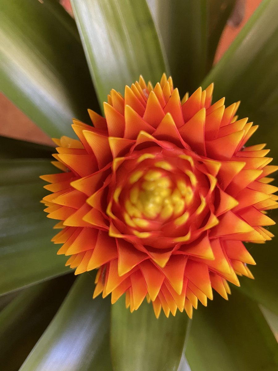 Vivir la gracia de poder estar en Nazaret. Hoy día de fiesta, 151 años de la fundación de la Congregación. Gracias Padre Manyanet, gracias M. Encarnación por el empeño y el esfuerzo de responder a la llamada del Espíritu #NazaretFamilia