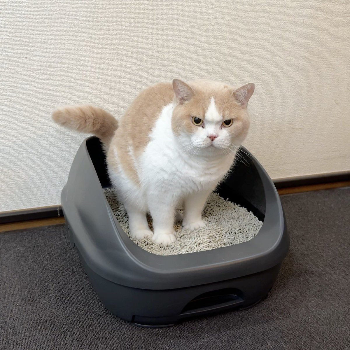 jirosan77's tweet image. 「エリエールPet キミおもい」さんからパワフル消臭・抗菌システムトイレ用ネコ砂・シートをいただいたので、使ってみました。
実際に使ってみると、おしっこ臭やウンチ臭が気にならなくて、消臭効果が長持ちしたのでオススメです。
同シリーズのシステムトイレ用シートも発売されているそうです。…
